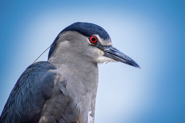 Aves de Chile