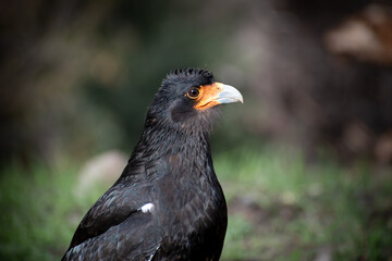 Aves de Chile