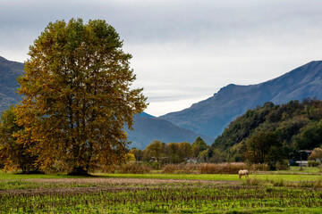COLICO SENTIERO VALTELLINA