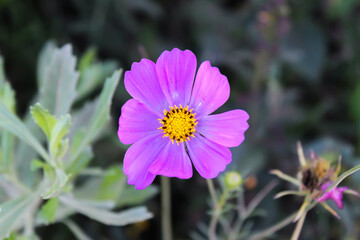Obraz premium Purple and yellow flower