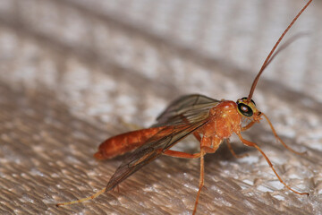 netelia hornet insect macro photo