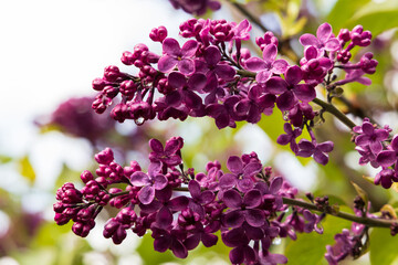 Purple lilac bush flowers close-up