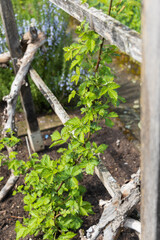 Wooden trellis in the garden with green vine growing up