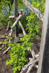 Wooden trellis in the garden with green vine growing up