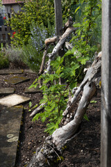 Fototapeta na wymiar Wooden trellis in the garden with green vine growing up 