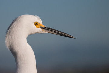 egret profile