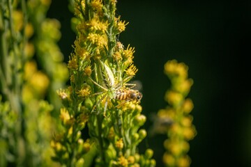 Bee caught by a spider on a plant