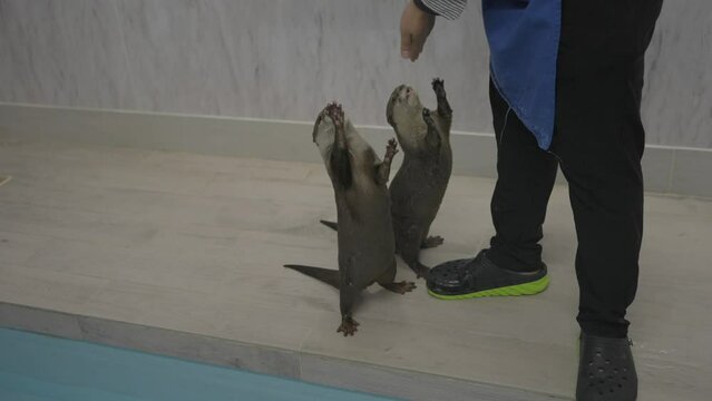 This video shows a pair of otters begging for food from their care taker.
