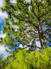green leaves against blue sky