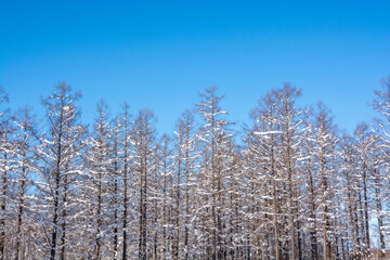 降雪の後のカラマツ林と青空
