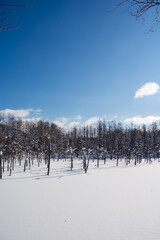 雪に覆われた青い池　美瑛町
