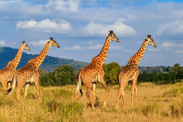 Group of giraffes walking in Ngorongoro Conservation Area in Tanzania. Wildlife of Africa