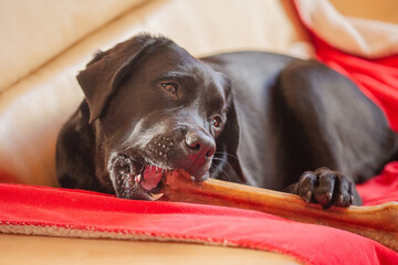 A black Labrador retriever dog with a bone. The pet is lying on the sofa on the blanket.