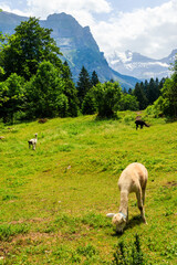 Alpaca grazing in green alpine meadow in Switzerland