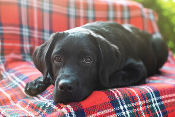 A black labrador retriever puppy lies on a sofa in the garden. Portrait of a thoroughbred dog.