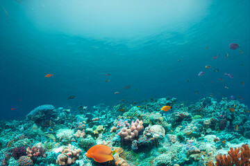 Naklejka na ściany i meble colorful coral reef in the ocean