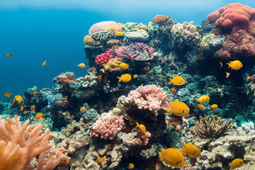 colorful coral reef in the ocean