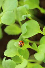 Ladybug on a green leaf.spring seedling lettuce sprouts.Growing seedlings at home.plant growing and farming .