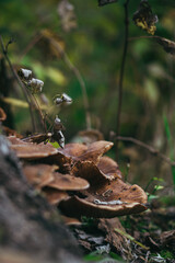 mushrooms in the forest