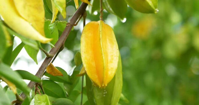 Close-up of a yellow star fruit hanging from a tree.