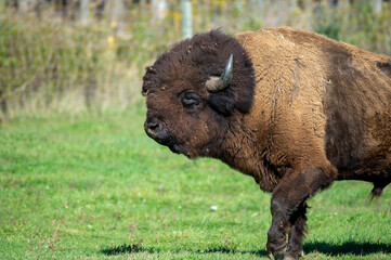 Bison Profile