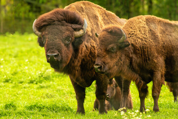 Male and Female Bison
