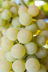 Green tasty grapes growing in vineyard, closeup