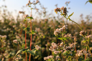 Beautiful blossoming buckwheat field on sunny day, closeup view