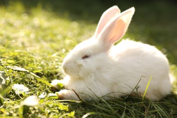 Cute white rabbit on green grass outdoors
