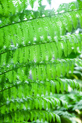 Tropical ferns are glowing well in a greenhouse.