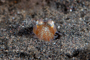 Berry's bobtail squid - Euprymna berryi on the seabed. Underwater night life of Tulamben, Bali, Indonesia. 