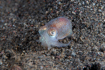 Berry's bobtail squid - Euprymna berryi on the seabed. Underwater night life of Tulamben, Bali, Indonesia. 