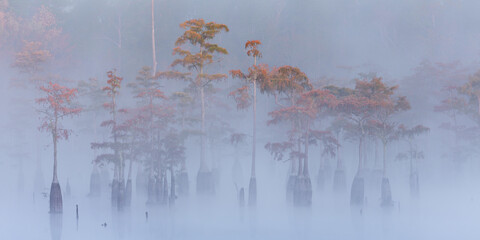 Foggy morning at Cypress Swamp