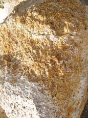 slice of fossilized molluscs 