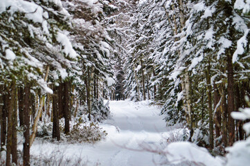 winter forest in the snow