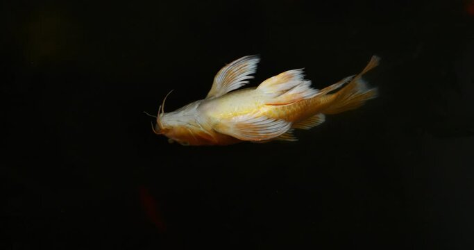 Close-up of an orange betta fish lying on its back dead in the water.