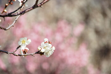 梅が咲く