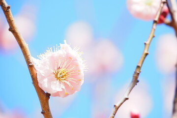 梅の花