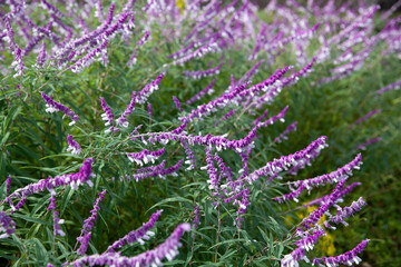 Mexican bush sage (Salvia leucantha)