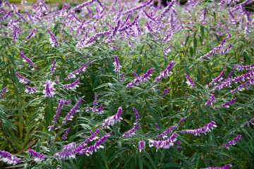 Mexican bush sage (Salvia leucantha)