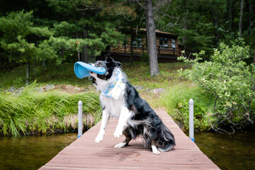 border collie playing frisbee