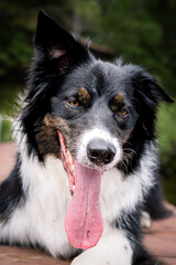 border collie dog