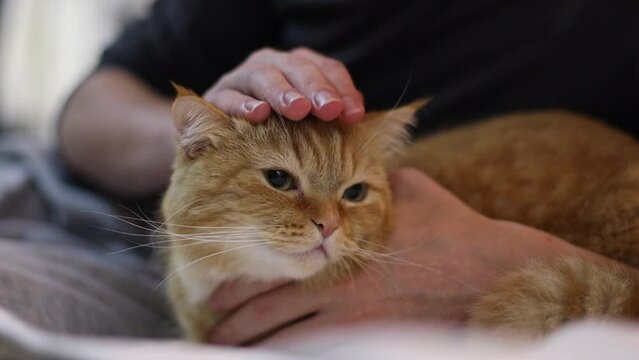 A young caucasian guy holds a ginger purebred british cat and gently strokes his head after taking a shower, close-up side view in slow motion.