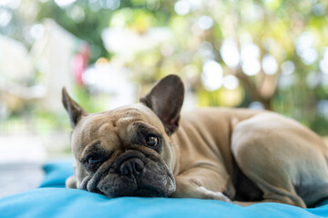 Cute French bulldog lying on blue pillow looking at camera.