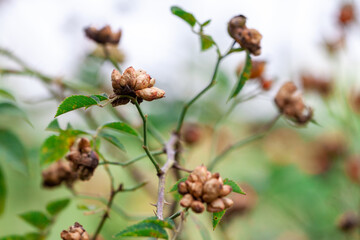 or Rosehip disease what is making the bush drying. Plant disease of Wild Rose on dandelion Dog Rose field background. High quality photo