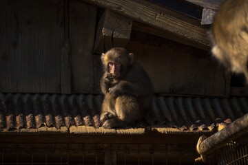 This photograph shows a wild baby macaque monkey sitting on the edge of a traditional style edo...