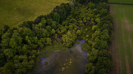 Swamp and trees on Scottish Highlands.