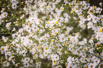 field of daisies