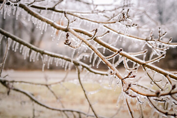 Winter Nature Ice Storm