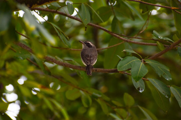bird on a branch